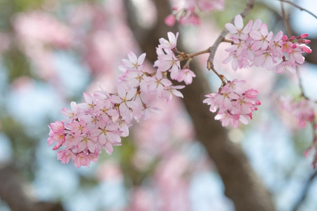 レンズ(単焦点) AF-S NIKKOR 85mm f/1.8G