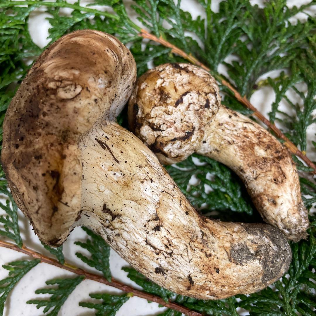 広島県産　松茸　大きい方虫食い