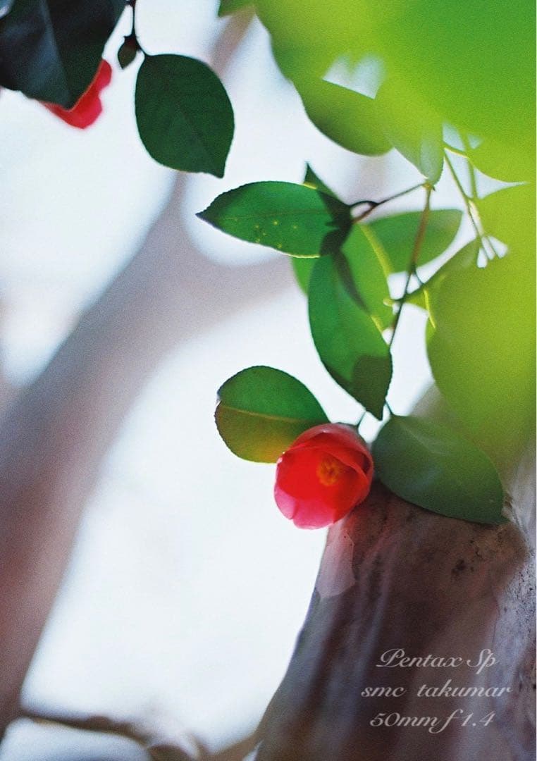 ★完動品＊美品★pentax sp★smc f1.4★初期保証＊作例必見