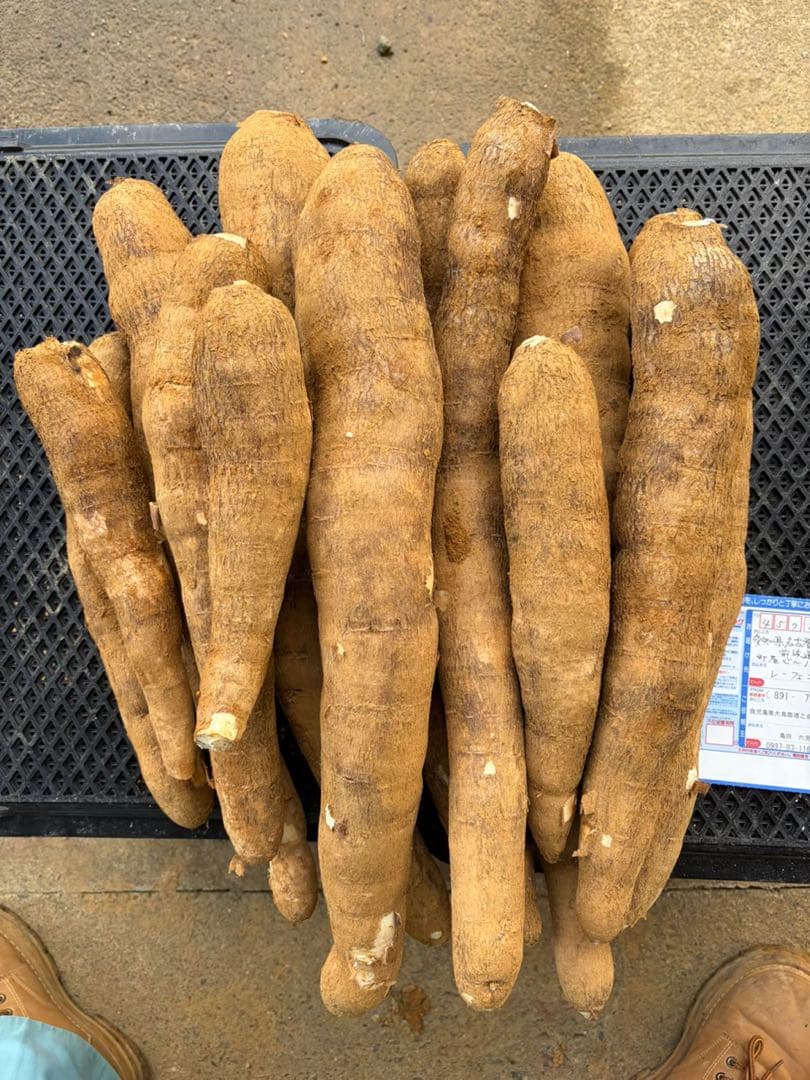 徳之島産キャッサバ生芋イエロー15キロ入り