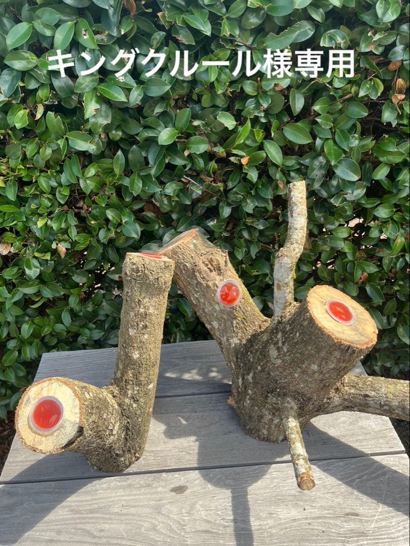 キングクルール様オーダー品　クヌギ　エサ皿