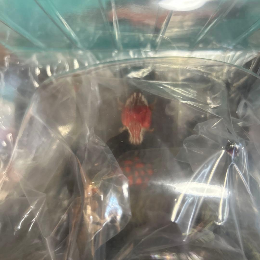 バンダイ ビオランテ フィギュア 未開封