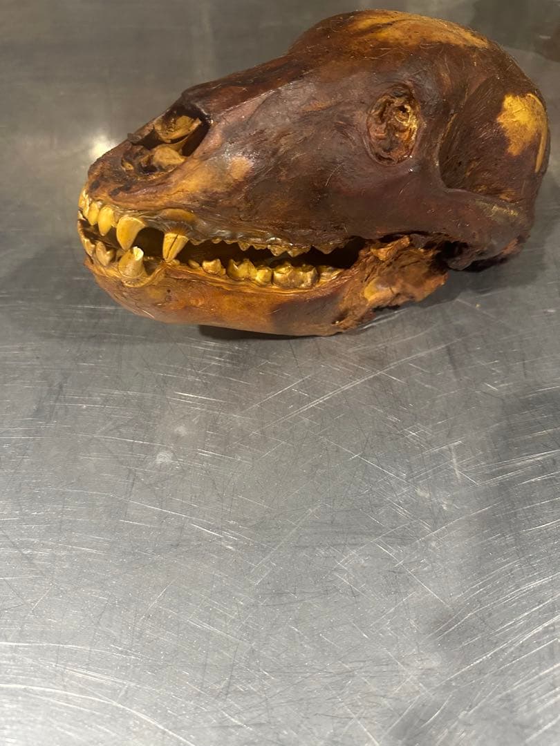 ヒグマ　熊の頭