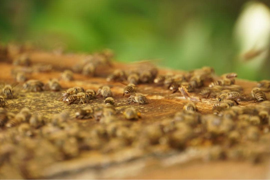 ハチミツ　日本蜜蜂の蜂蜜　巣箱の違うはちみつ　奥山の奥