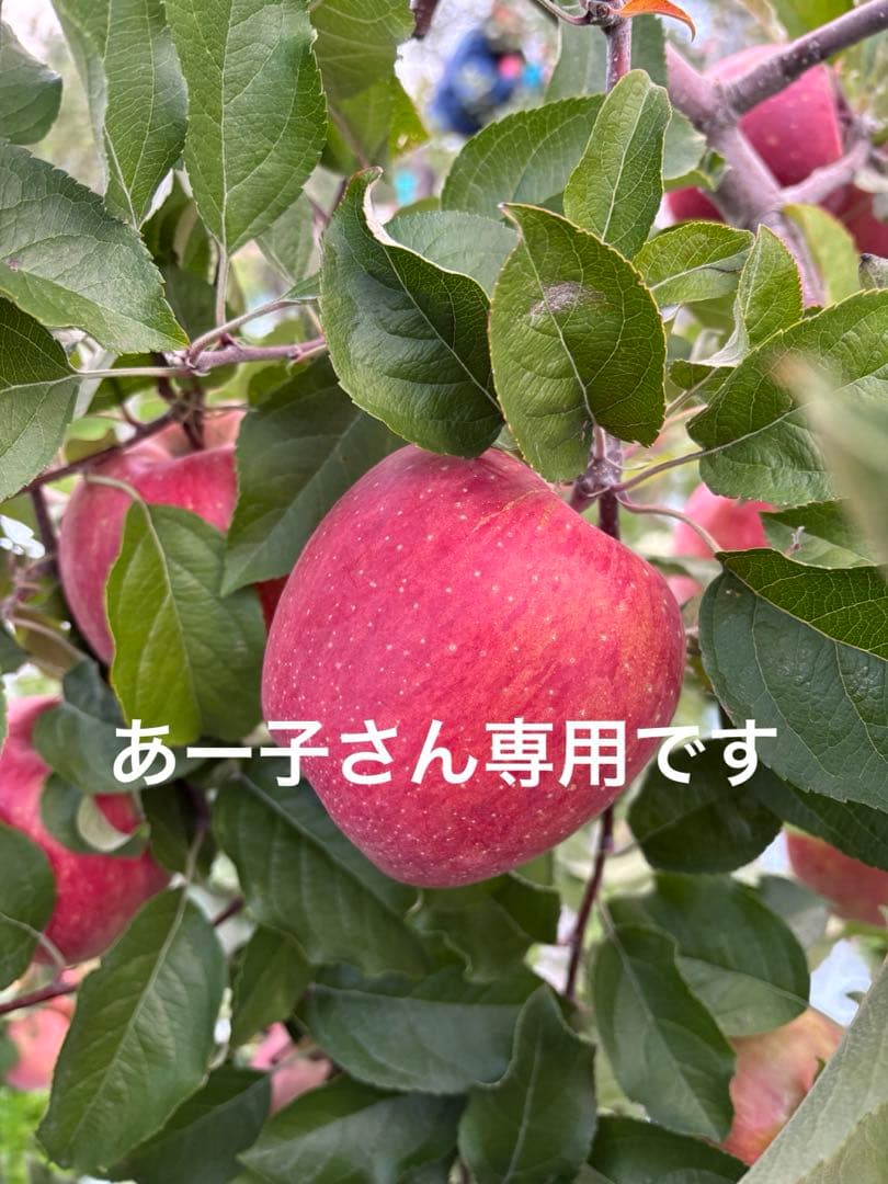 青森県産「葉取らずサンふじ」