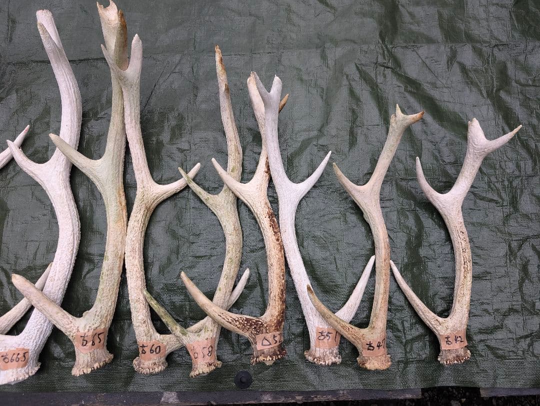蝦夷鹿の落ち角「※31本セット」