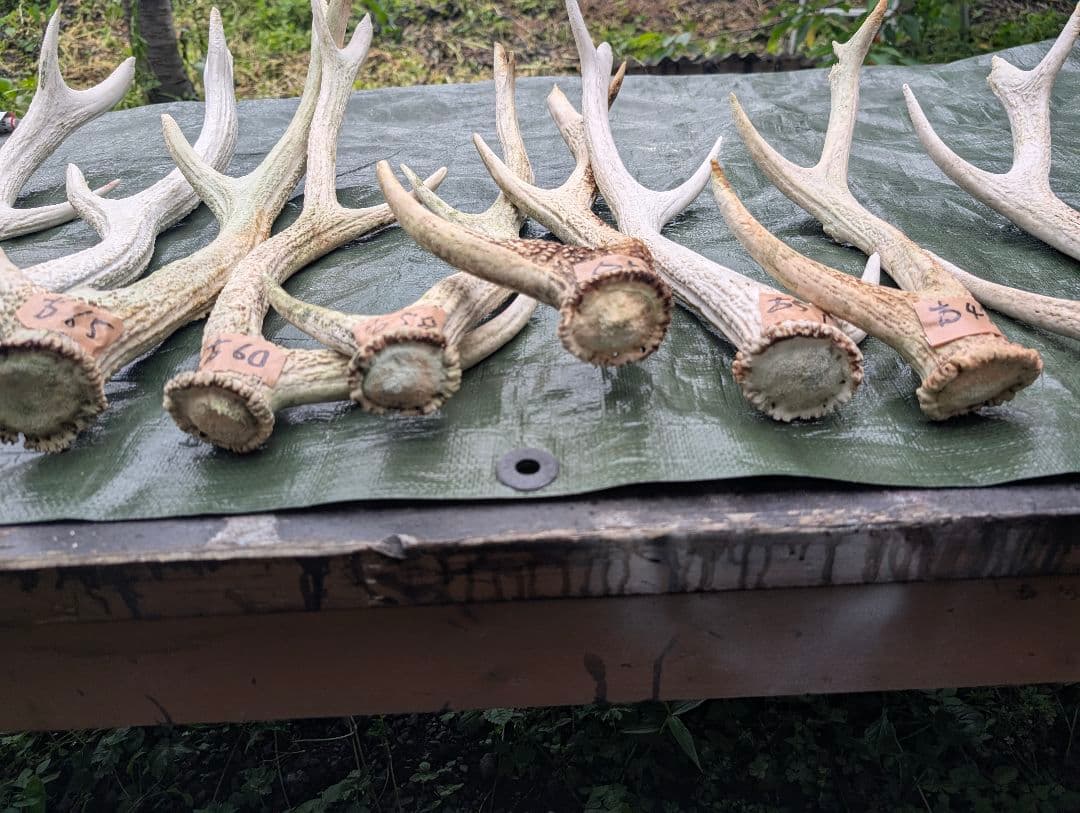蝦夷鹿の落ち角「※31本セット」