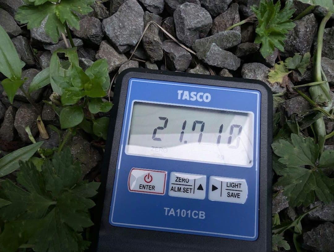 蝦夷鹿の落ち角「※31本セット」