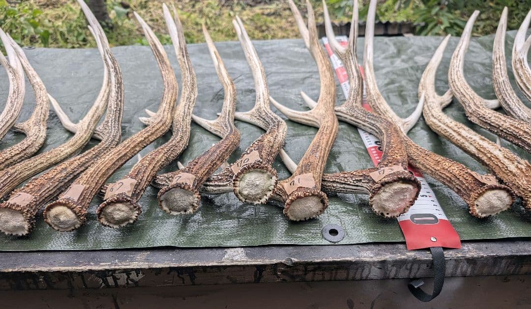 蝦夷鹿の落ち角「※31本セット」