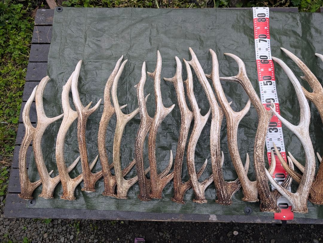 蝦夷鹿の落ち角「※31本セット」