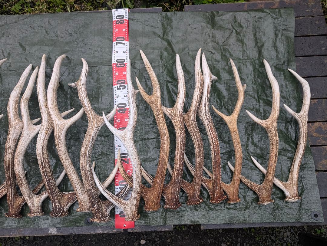 蝦夷鹿の落ち角「※31本セット」