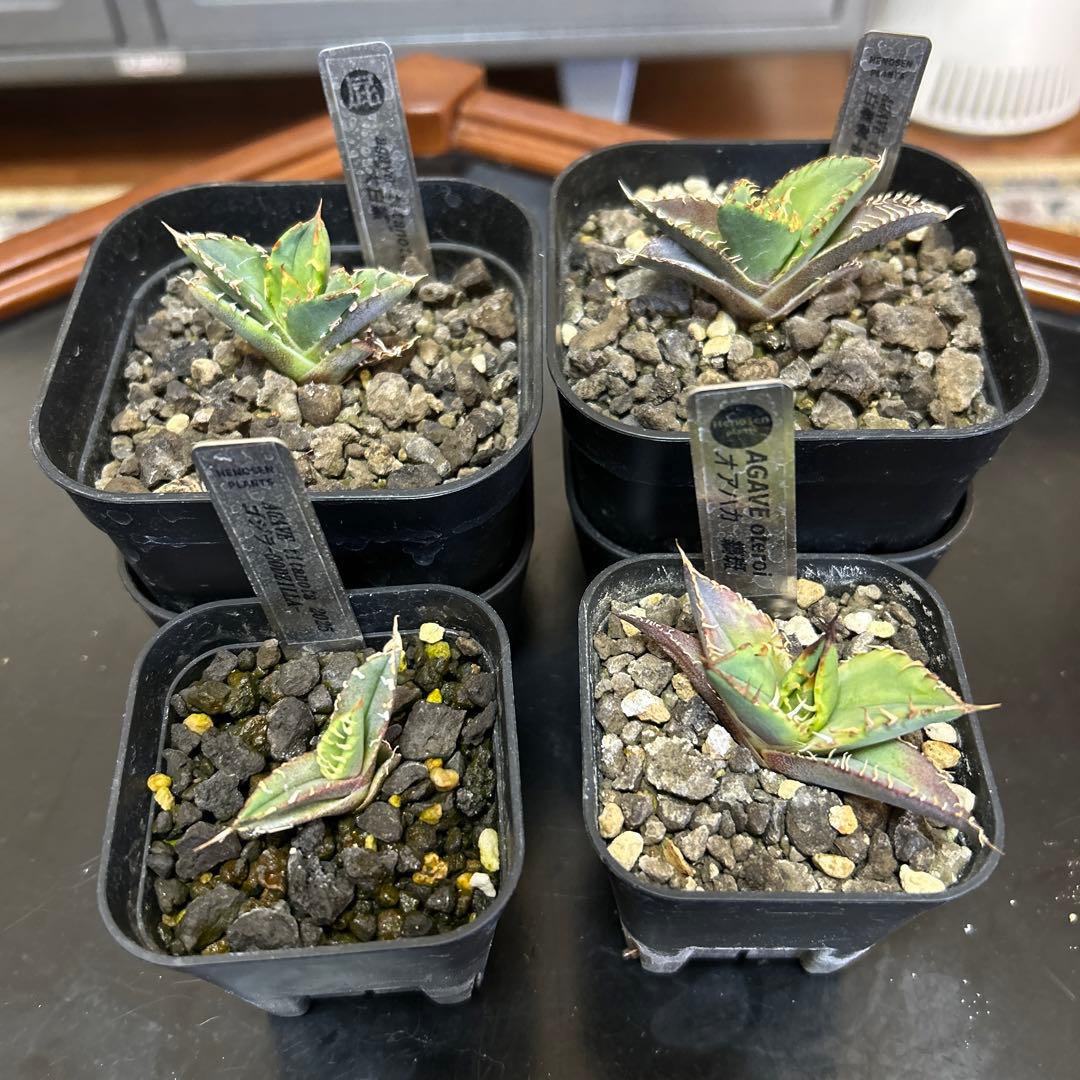 R*n様 アガベ 子株4種セット　大白鯊　白毫棘　ゴジラ　オアハカ縞斑　OCの優