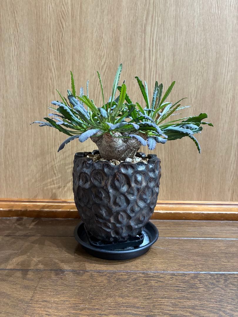 レア　ユーフォルビア　クリスパ　鉢セット　検）パキプス　グラキリス