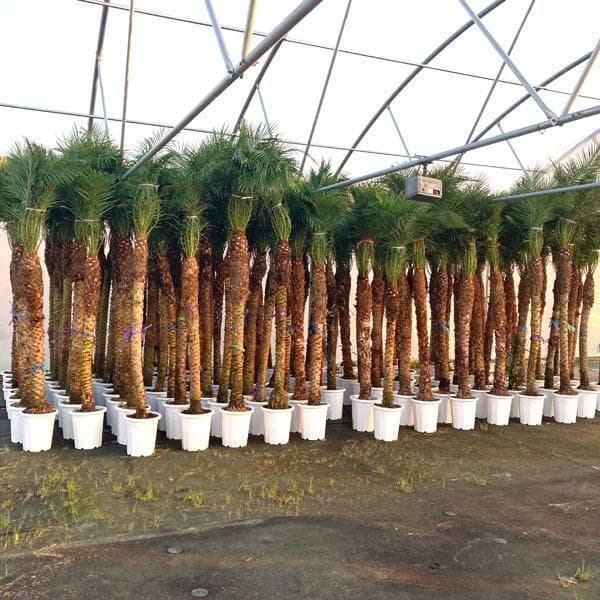 フェニックスロベレニー　ヤシ　ロベヤシ　ヤシの木