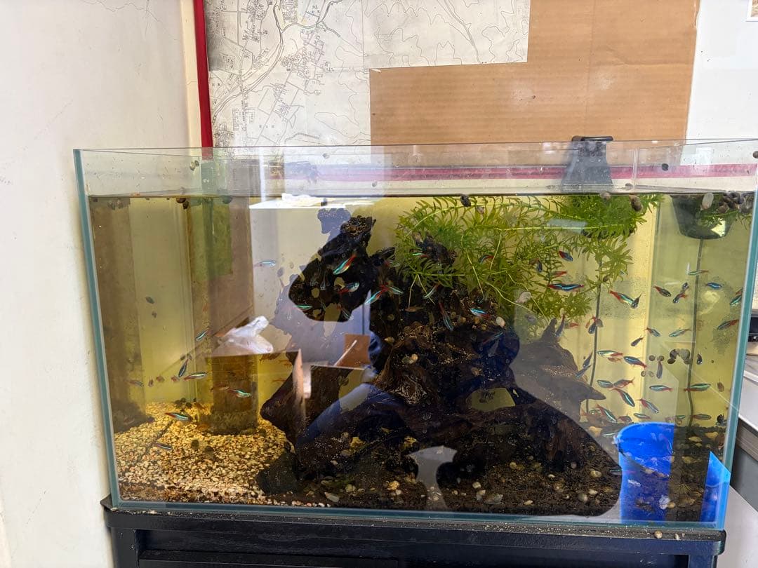 対面受け渡し限定‼️ オーバーフロー水槽　熱帯魚　濾過槽　ポンプ・流木・ろ材付き