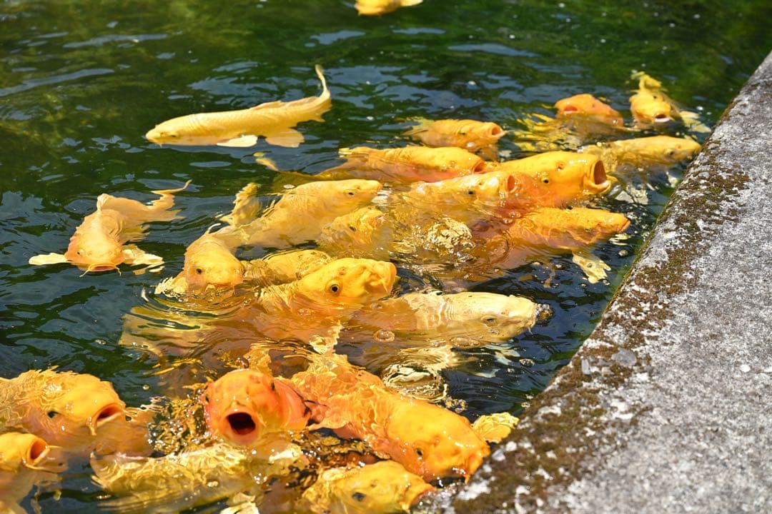 【最終値下げ】NIKKORＺ24-70mm f/2.8S （ニコンZマウント）