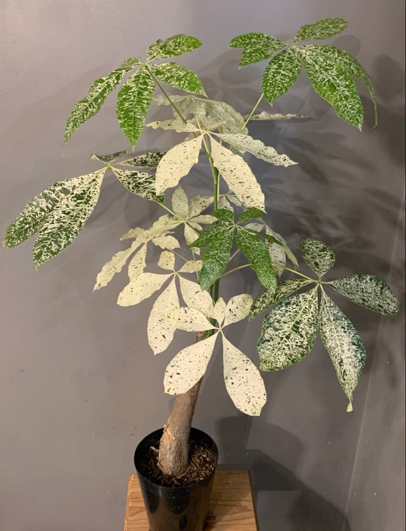 パキラ ミルキーウェイ 5号 2