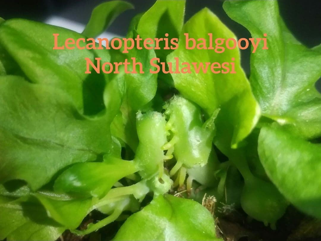 ① レカノプテリス バルゴイ ノーススラウェシ