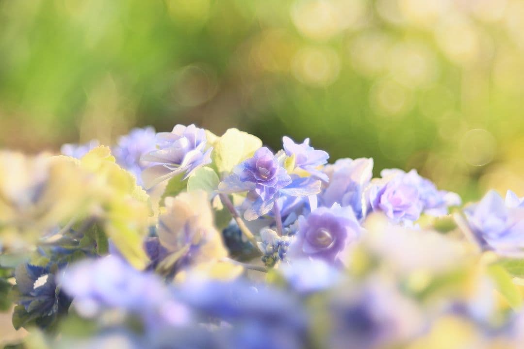 FUJINON 55mm F2.2 【良品】