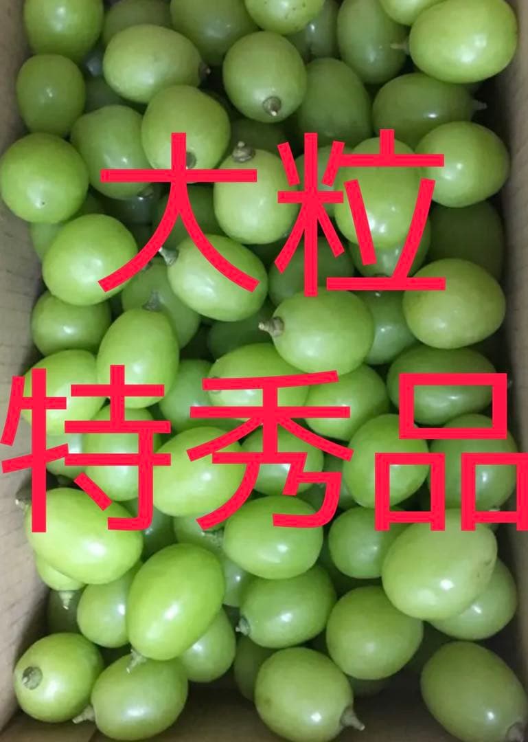 特秀品大粒シャインマスカット 3キロ 摘み落とし 高級品種