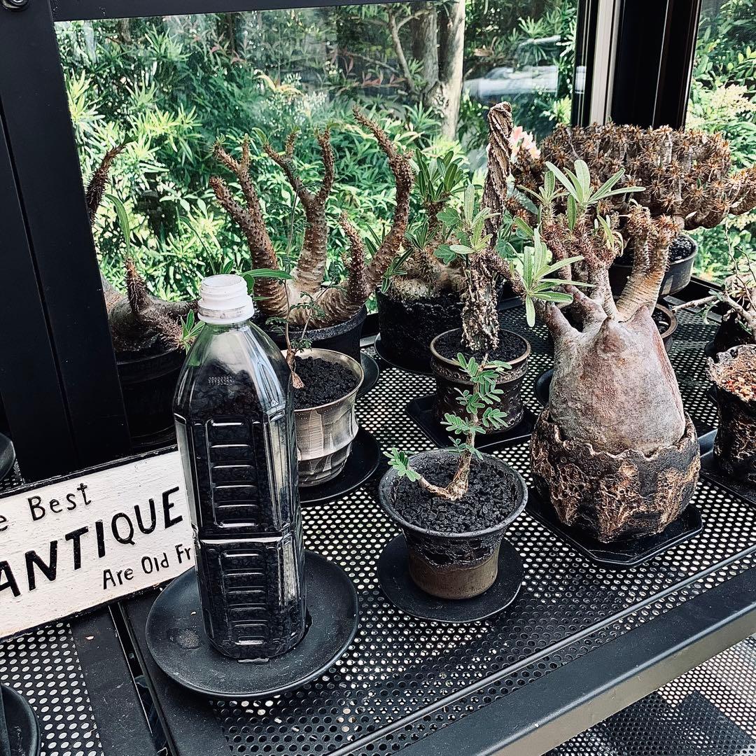 10kg 化粧石 砂 マルチング デコジャリ ブラック アガベ 化粧砂 土