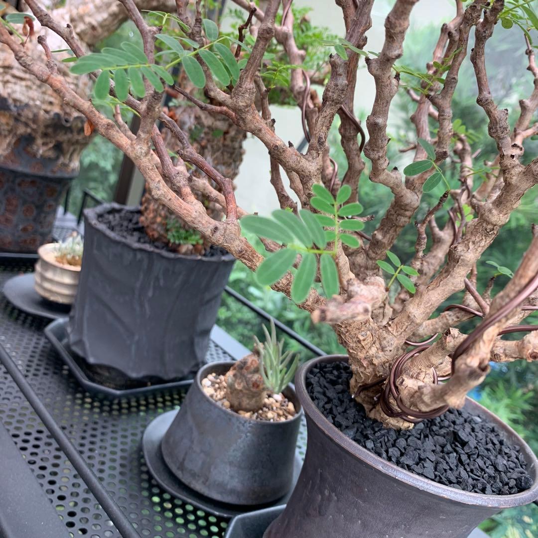 10kg 化粧石 砂 マルチング デコジャリ ブラック アガベ 化粧砂 土