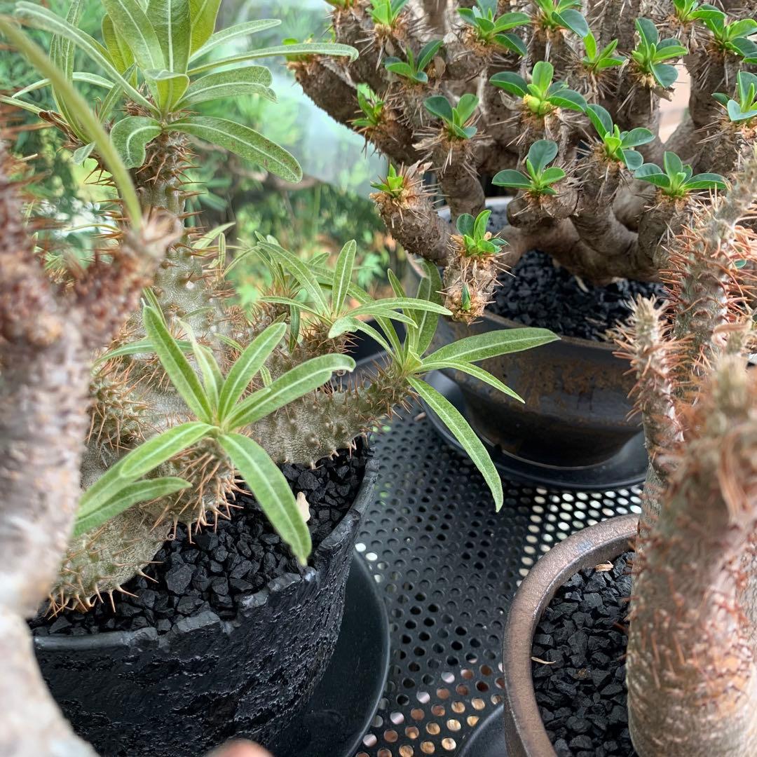 10kg 化粧石 砂 マルチング デコジャリ ブラック アガベ 化粧砂 土