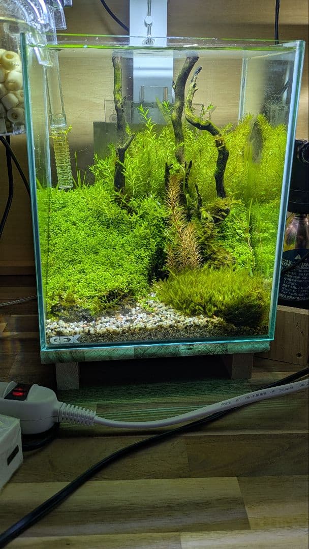 水槽(水草レイアウト済)