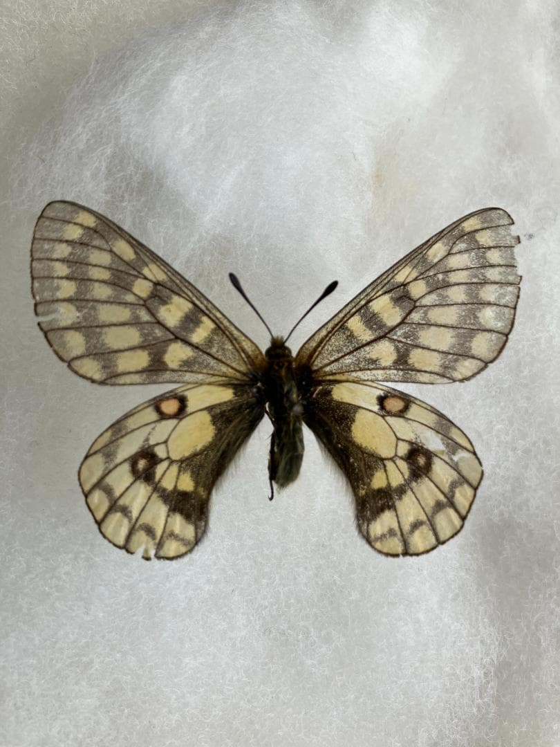 規制前採集品　ウスバキチョウ北海道大雪山