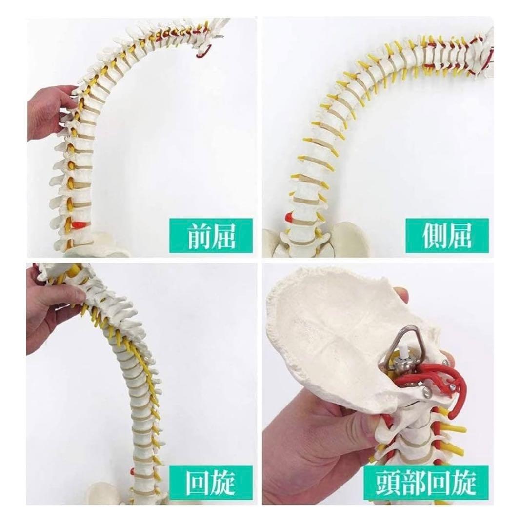 骨格模型　脊椎　背骨