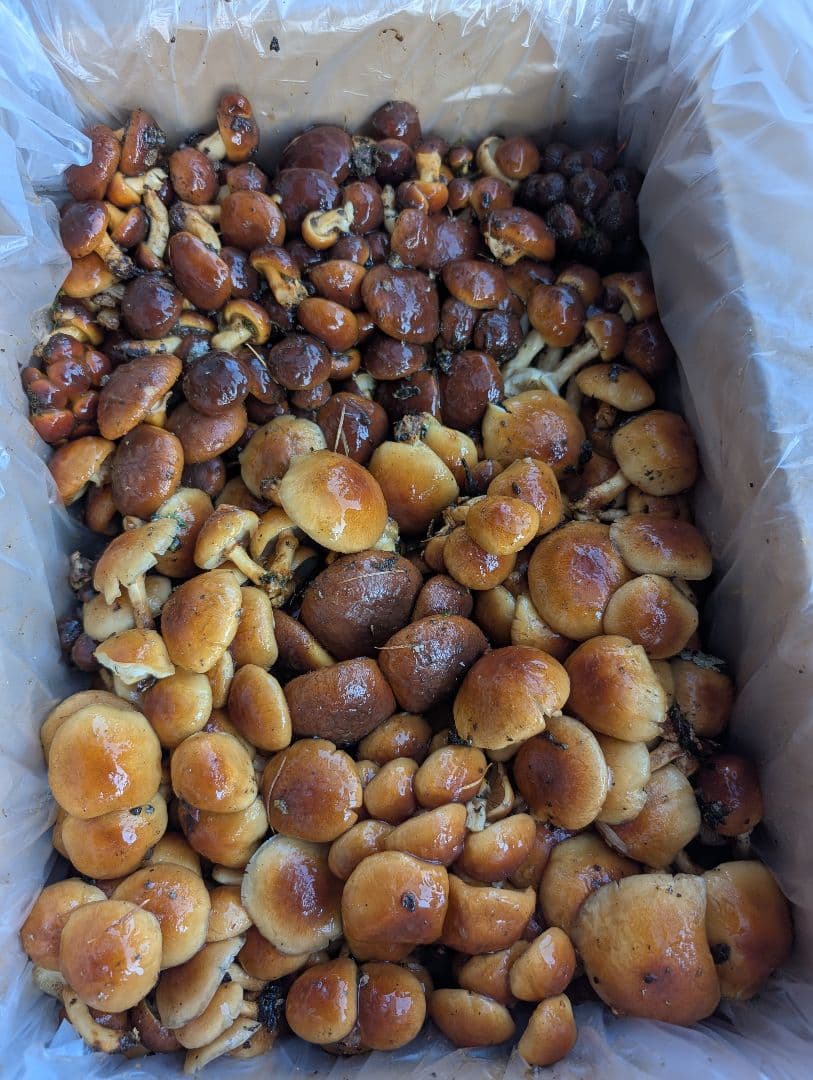 11/20採れ天然なめこ 3キロ