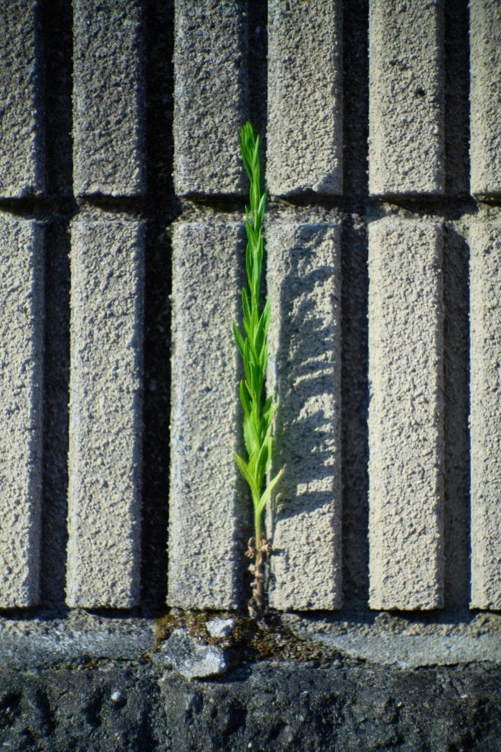 Nippon Kogaku NIKKOR-S・C 5cm F1.4 Sマウント