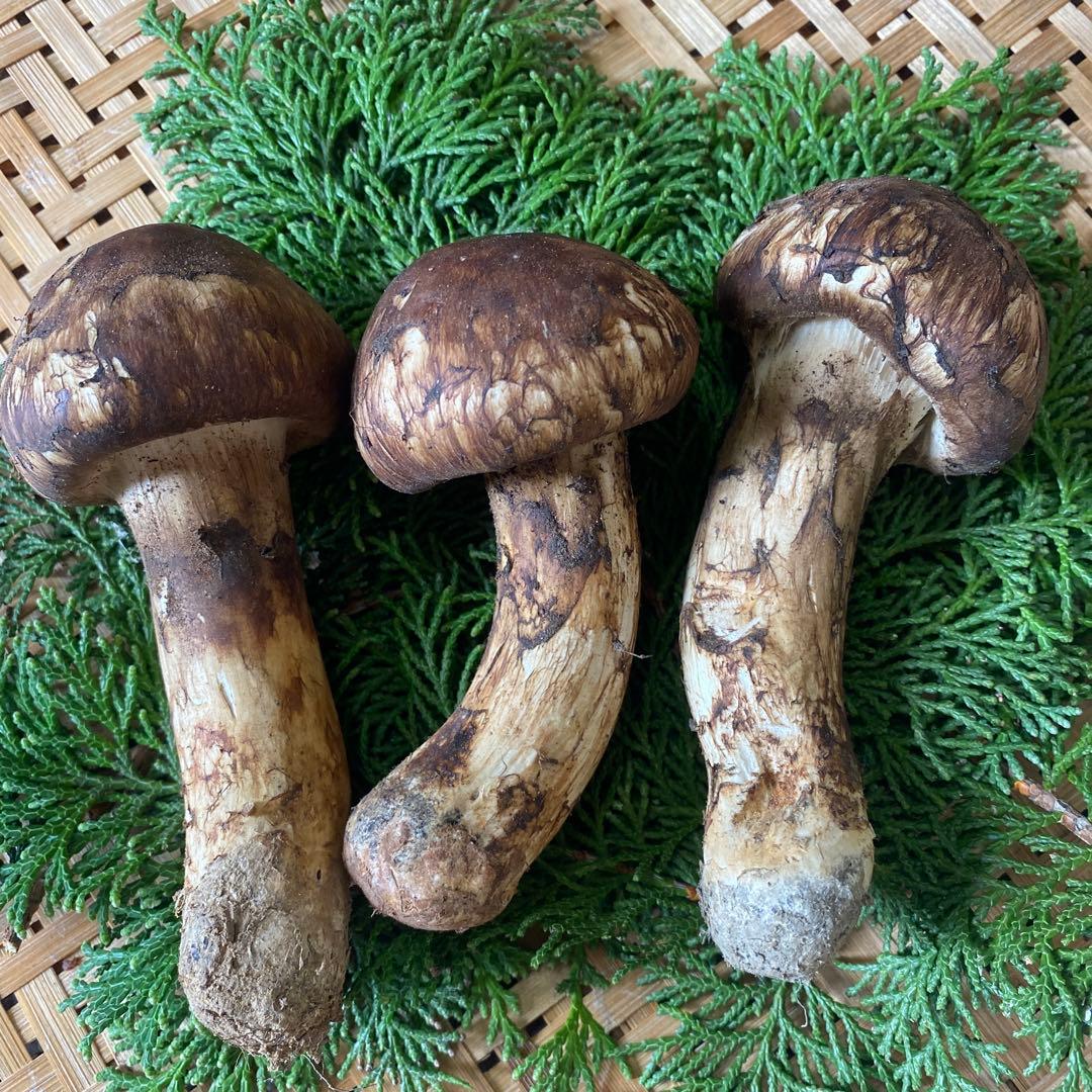 山梨県産　天然極太極上 松茸　189g