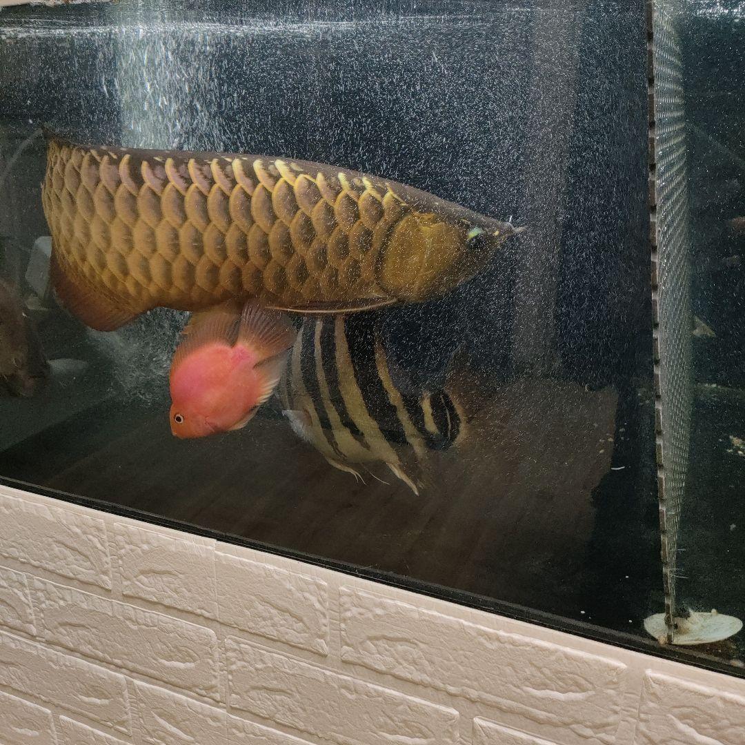 カンテツ美品！1500水槽フルセット！引き取り限定！！