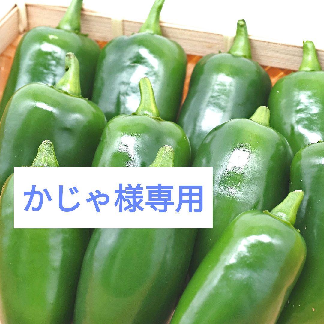 かじゃ　ハラペーニョ8kg