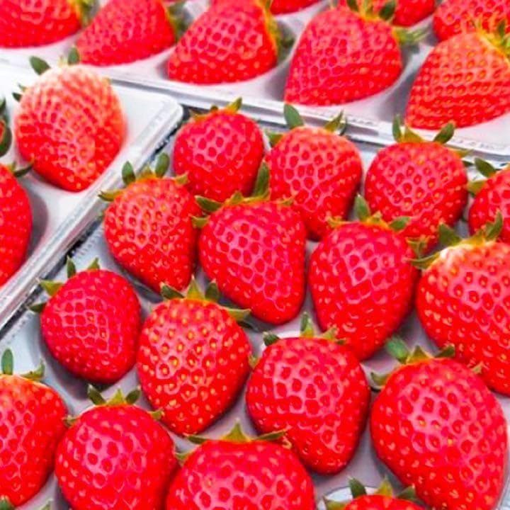 【限定】八ヶ岳産 いちご 約240g x 4パック/箱 ※残留農薬未検出