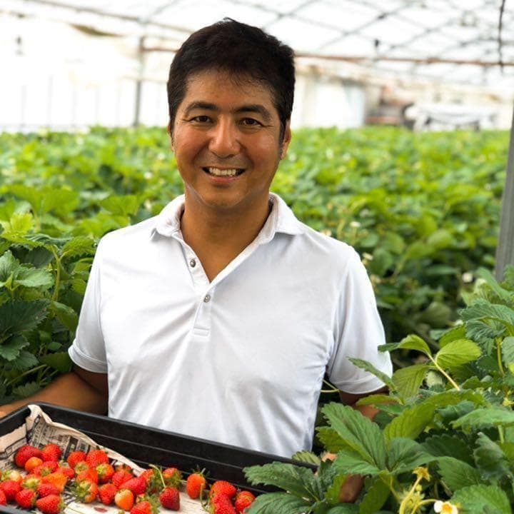 【限定】八ヶ岳産 いちご 約240g x 4パック/箱 ※残留農薬未検出