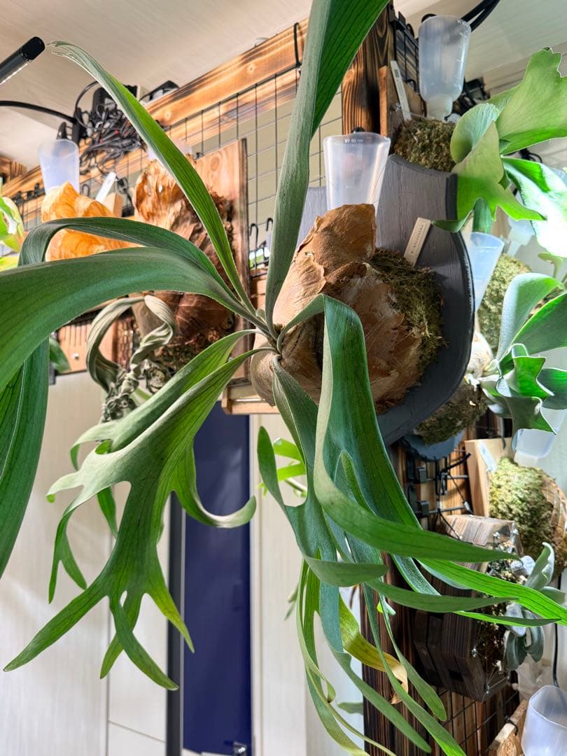 ビカクシダ　アルシコルネ Platycerium alcicorne