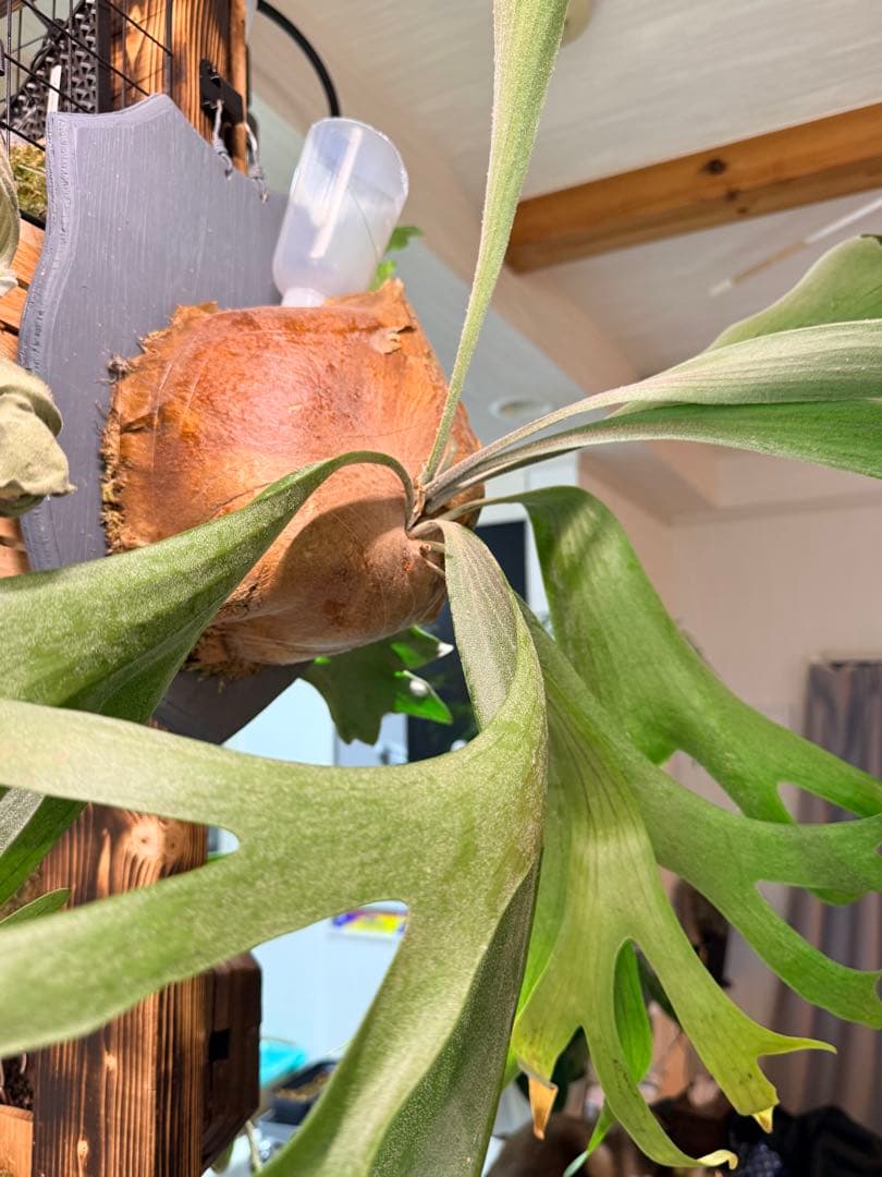 ビカクシダ　アルシコルネ Platycerium alcicorne