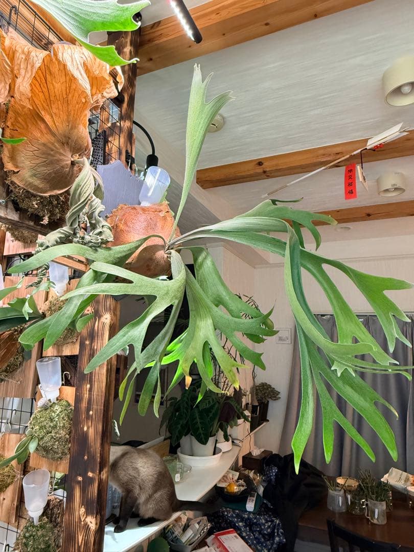 ビカクシダ　アルシコルネ Platycerium alcicorne