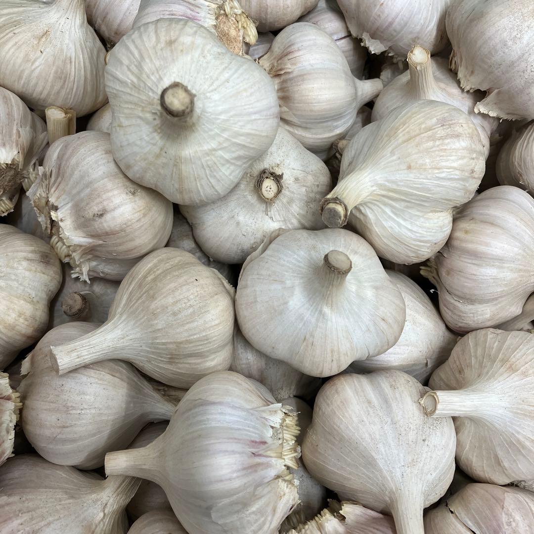 ピンクニンニク　にんにく　ニンニク　黒ニンニク　5キロ　農薬不使用