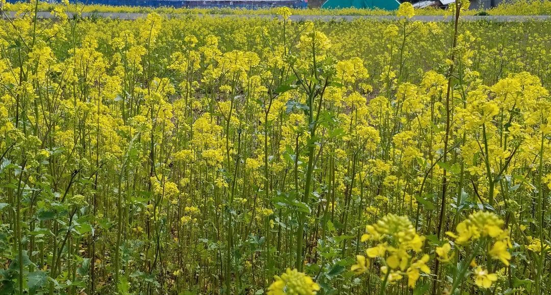 えごま油 　低温圧搾　100％国産　110g ✕５本