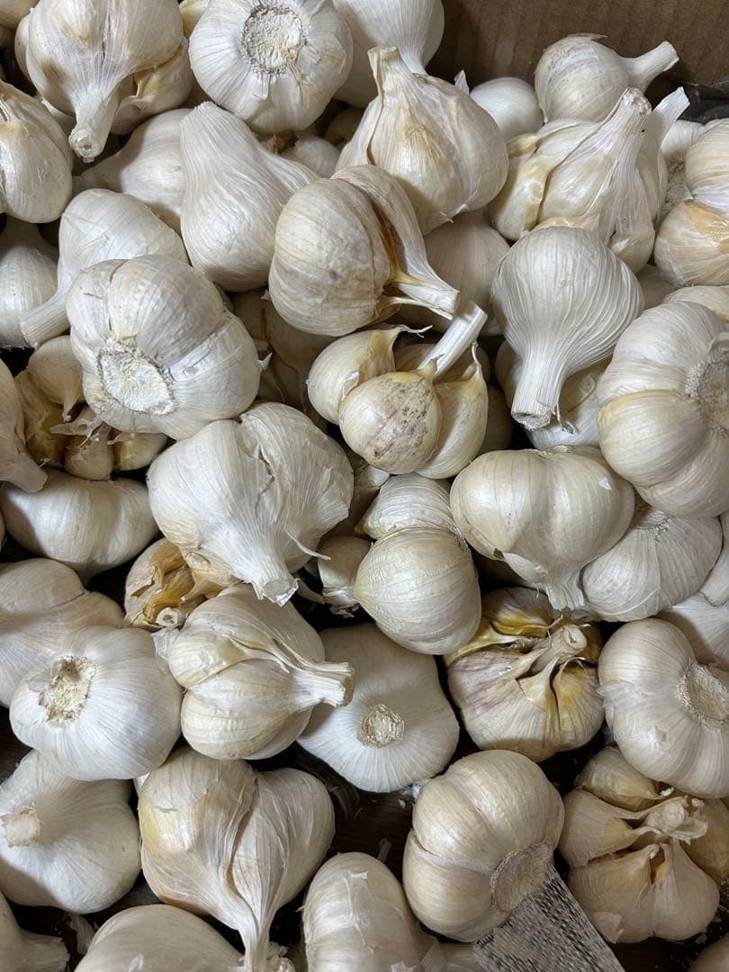 訳ありにんにく4キロ 青森にんにくLサイズ ホワイト六片種にんにく　国産にんにく