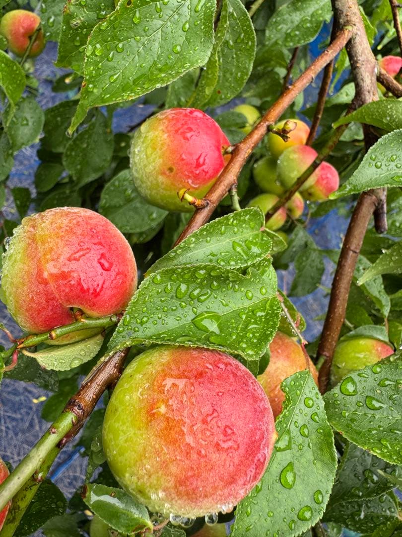 和歌山県みなべ町 南高梅 当日収穫分3Ｌサイズ6kg