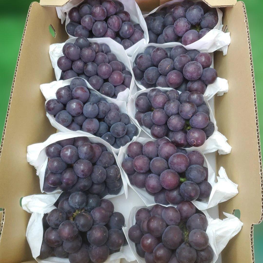 5️⃣ 山梨県産 巨峰 １０房入り 箱込み5.7キロ