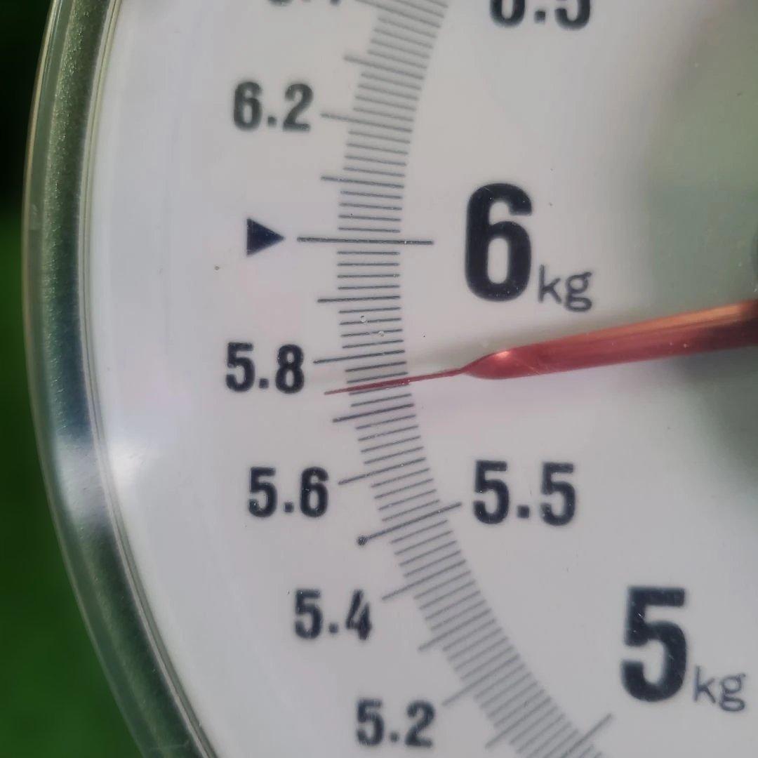 5️⃣ 山梨県産 巨峰 １０房入り 箱込み5.7キロ