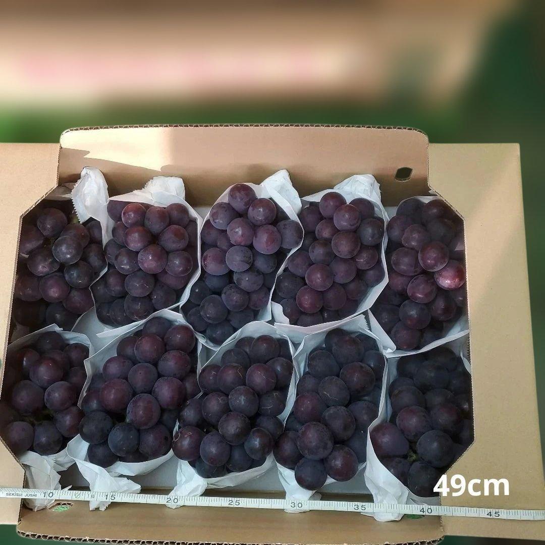 5️⃣ 山梨県産 巨峰 １０房入り 箱込み5.7キロ