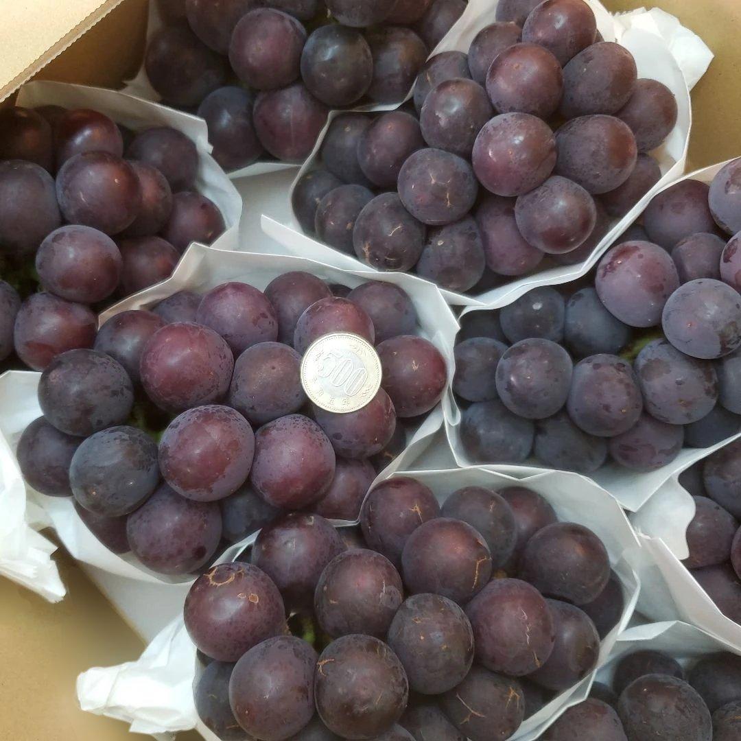 5️⃣ 山梨県産 巨峰 １０房入り 箱込み5.7キロ