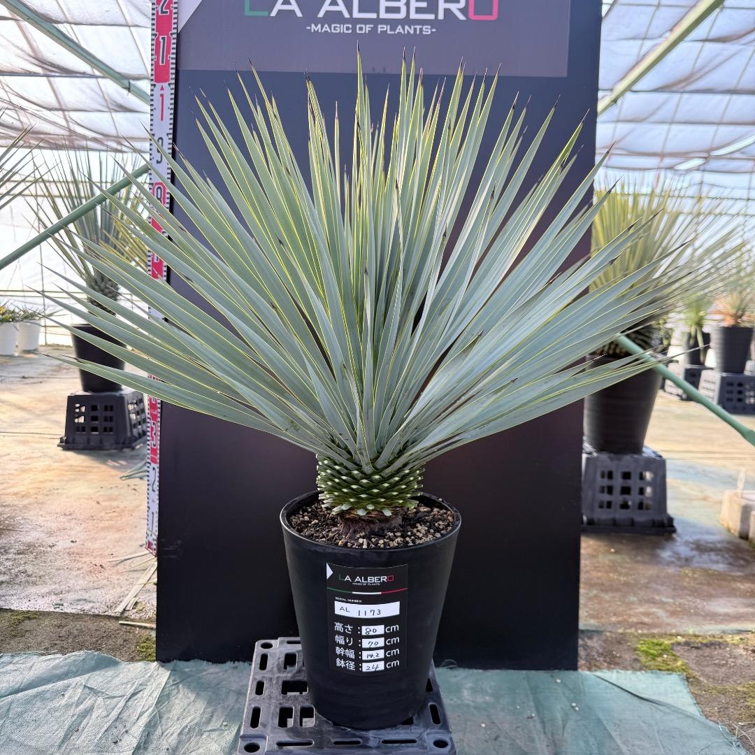 【AL1173】ユッカ　ロストラータ