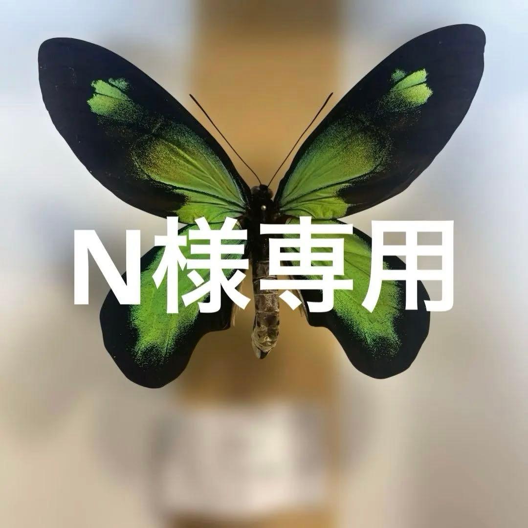 ビクトリアトリバネアゲハ　ペア